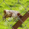 mesh Chain-link 50x50