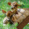 mesh Chain-link 50x50