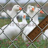 mesh Chain-link 35x2.2