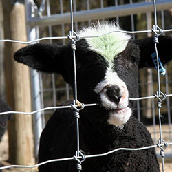 farm fence mesh Uzelfix® for goats