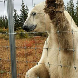 forest fence mesh from Uzelfix® from bears