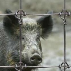 forest fence mesh Uzelfix® against wild boars