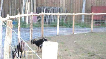 Hinged Mesh Fence